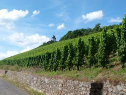 Vineyard Wine Mosel Malbork