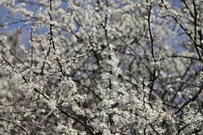 Blackthorn Sloes Black Thorn