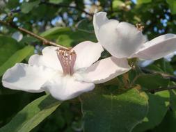 Quince White Flower Nature