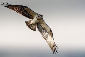 Osprey Flight Raptor