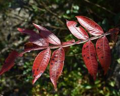 Winged Sumac Foliage Tree