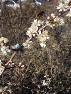 Tree Branch white Flowers