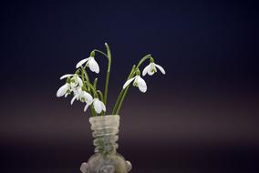 Plant Nature Snowdrop Small