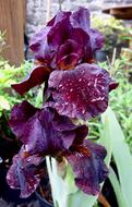 Flower Iris Dew
