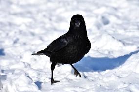 Crow Animal Common Raven