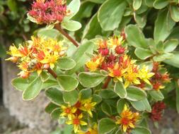 Ground Cover Flower Pointed