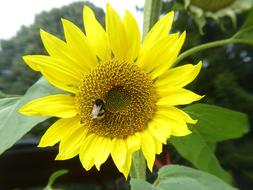 Sunflower Yellow Bee