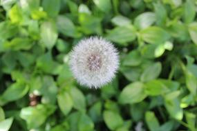 Nature Dandelion Plant
