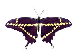 Nature Animals Butterfly