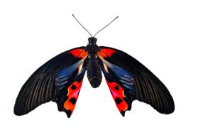 Nature Animals Butterfly