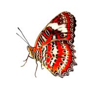 Nature Animals Butterfly
