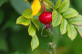 Herb Rose-Hip Plant