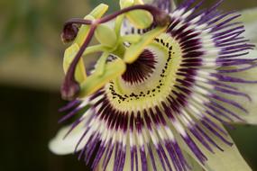 Passionflower Stamens Petals