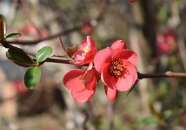 Nature Flower Outdoors