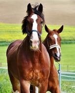 Horses For Two Coupling