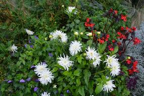 Flowers Solid Parterre