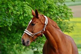 Horses Coupling Stallion