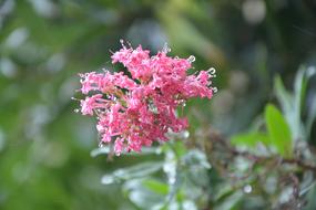 Pink Flower Water Nature