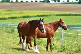Horses For Two Coupling
