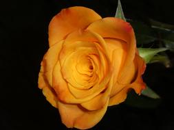 Rose Close Up Blossom