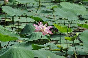 Lotus Viet Nam