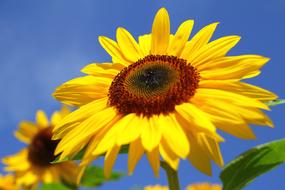 Sunflower Summer Flower