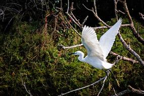 Nature Bird Wildlife