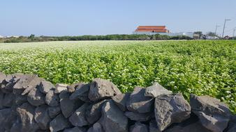 Jeju Buckwheat Lawn White Flowers