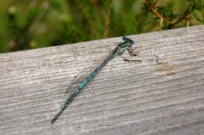 Dragonfly Nature Wood Close