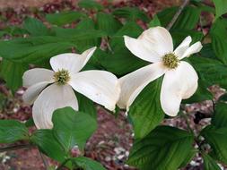 Dogwood Tree Flower