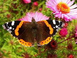 Nature Butterfly Day Insect