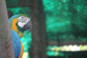 Macaque Nature Tropical