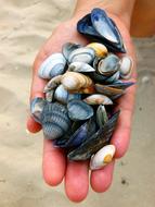 Mussel Shells Hand Handful Of