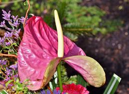 Flamingo Flower Anthurium Large