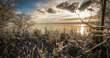 Nature Outdoors Tree