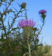 Common Thistles Against The Sky