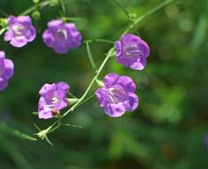 Creeping Eryngo Wildflower Flower