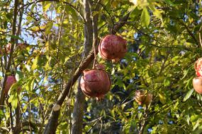 Pomegranate Autumn Fruit In The
