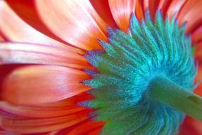 Gerbera Flower Petals