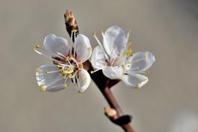 Apricot Blossom Bloom