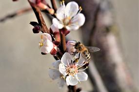 Apricot Blossom Bloom