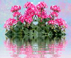 Geranium Balkonblumen Summer