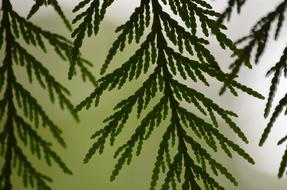 Cedar Leaf Leaves