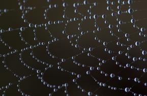 Spider Web Wet Hooked