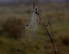 Spider Web Wet Hooked