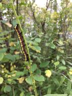 Caterpillar Forest Worm