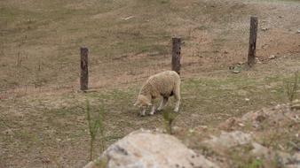 Yang Cattle Ranch Daegwallyeong