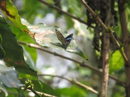 Nature Flying Forest
