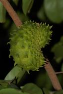 Soursop Fruit Edible