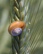 Snail Schalentie Slowly